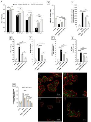 Sodium-glucose cotransporter 2 inhibitor dapagliflozin prevents ejection fraction reduction, reduces myocardial and renal NF-κB expression and systemic pro-inflammatory biomarkers in models of short-term doxorubicin cardiotoxicity